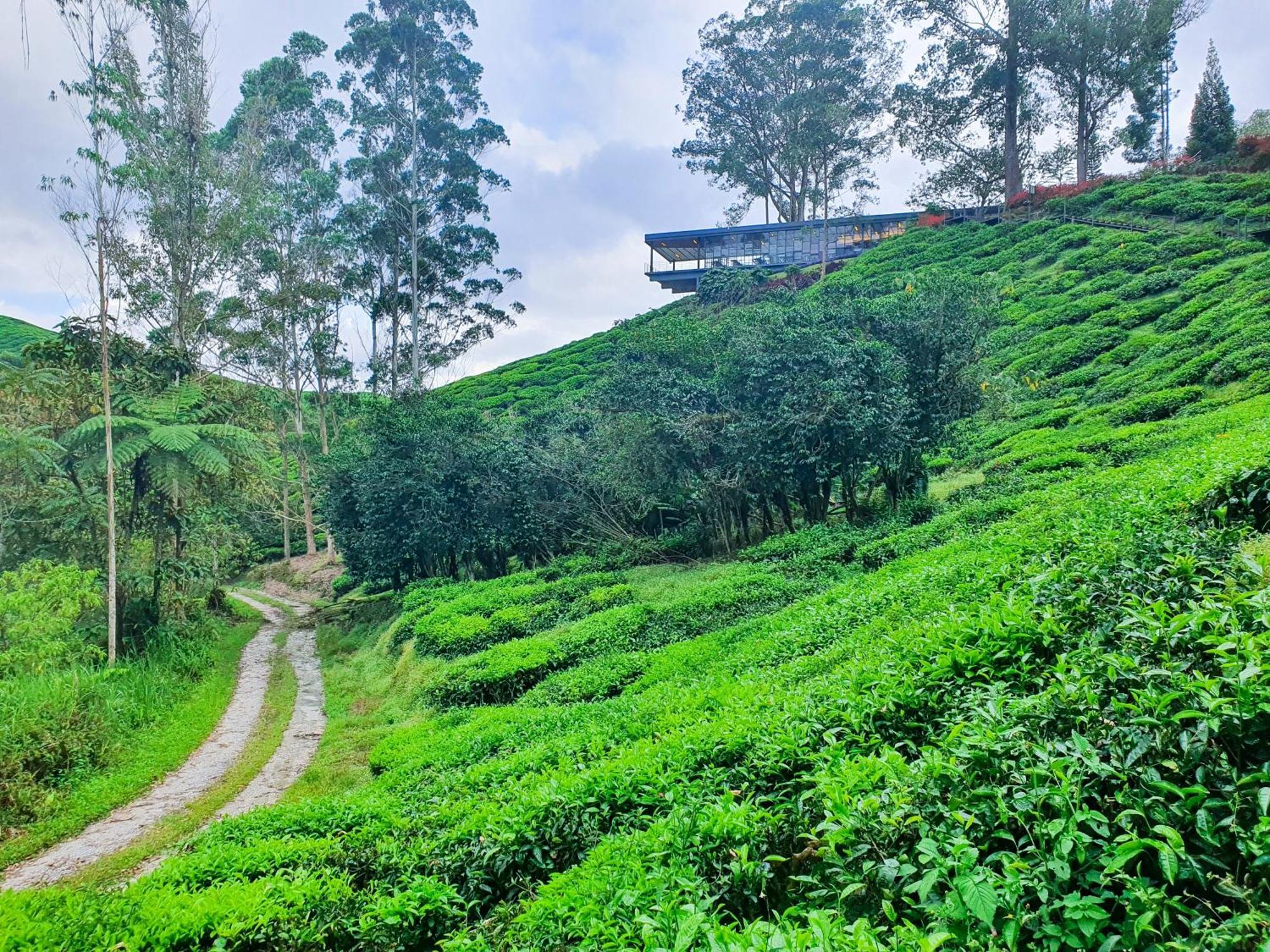 Mossy Forest Family Retreat Ii, 2-8 Pax, Камерон-Гайлендс Екстер'єр фото